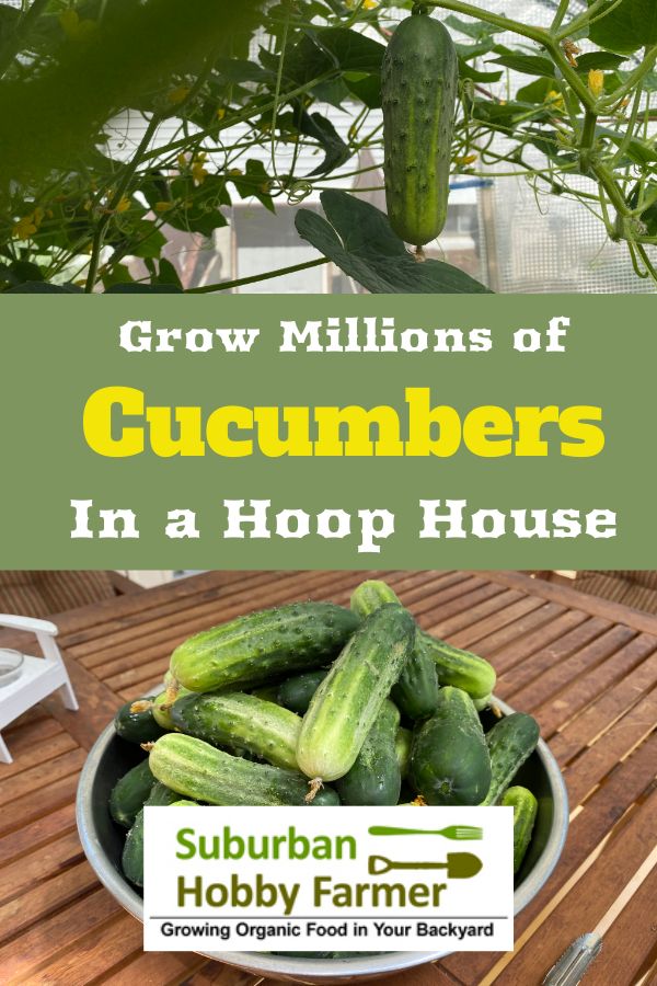 Hoop House Cucumbers