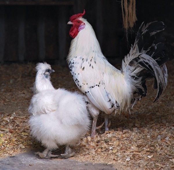 How Many Chickens Do You Need? Here's How to Figure Out How Many